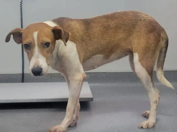 Adotta un cane, taglia media, femmina, Udine