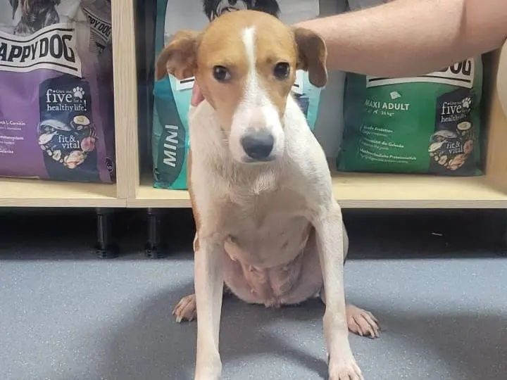 Adotta un cane, femmina, 2 anni e 2 mesi, Udine