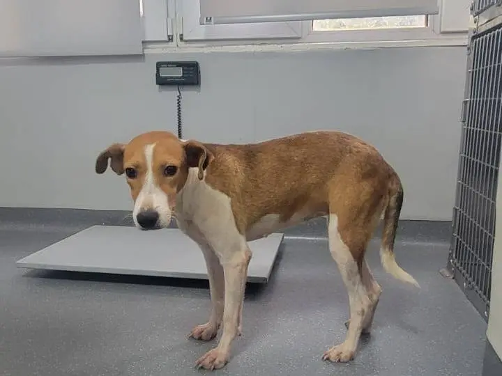 Adozione cane, femmina, Razza sconosciuta Razza sconosciuta, 2 anni e 2 mesi, taglia media, Udine