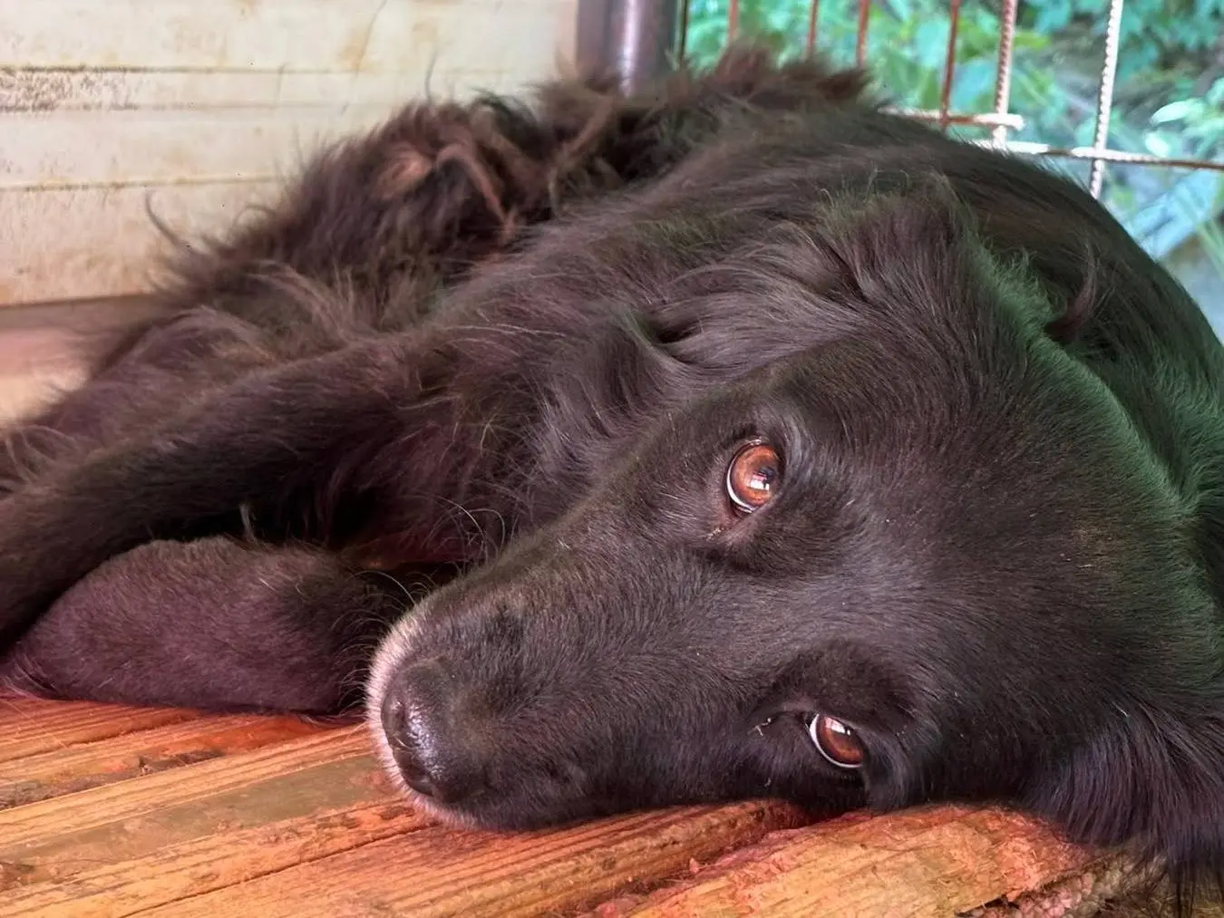 Vuoi adottare un cane a Firenze?