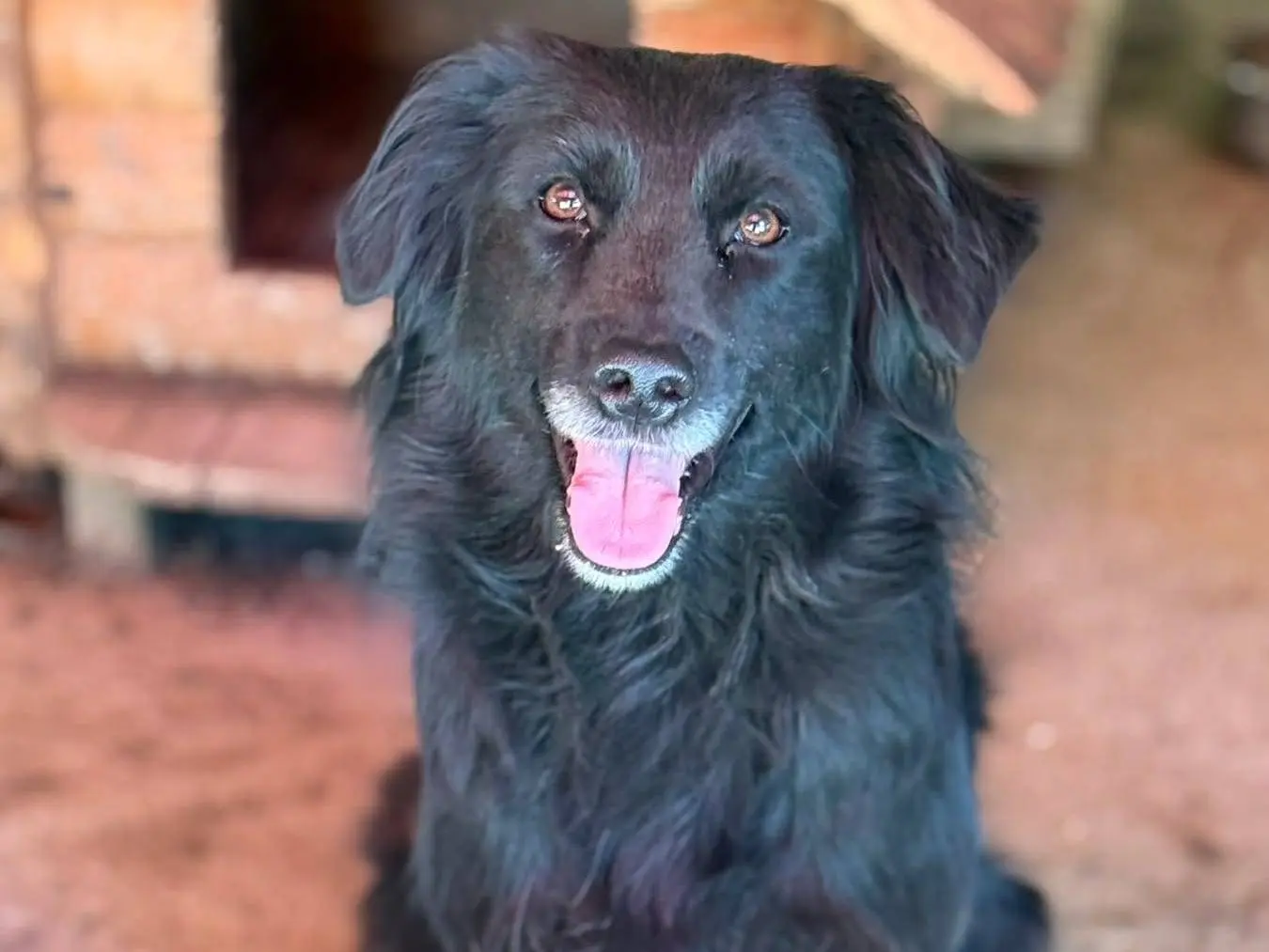 Adotta un cane, taglia media, femmina, Firenze