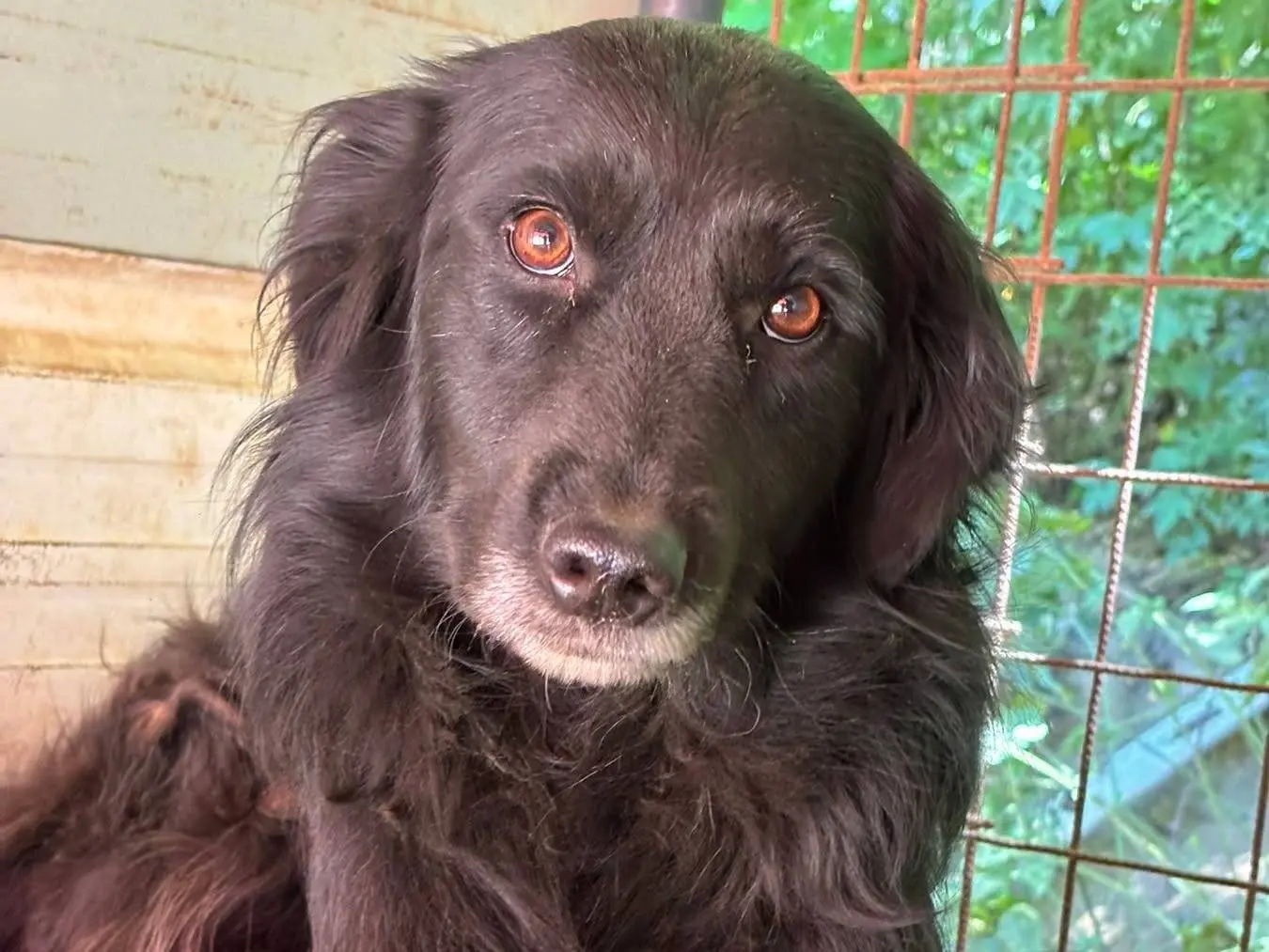 Adotta un cane, femmina, 3 anni e 1 mese, Firenze