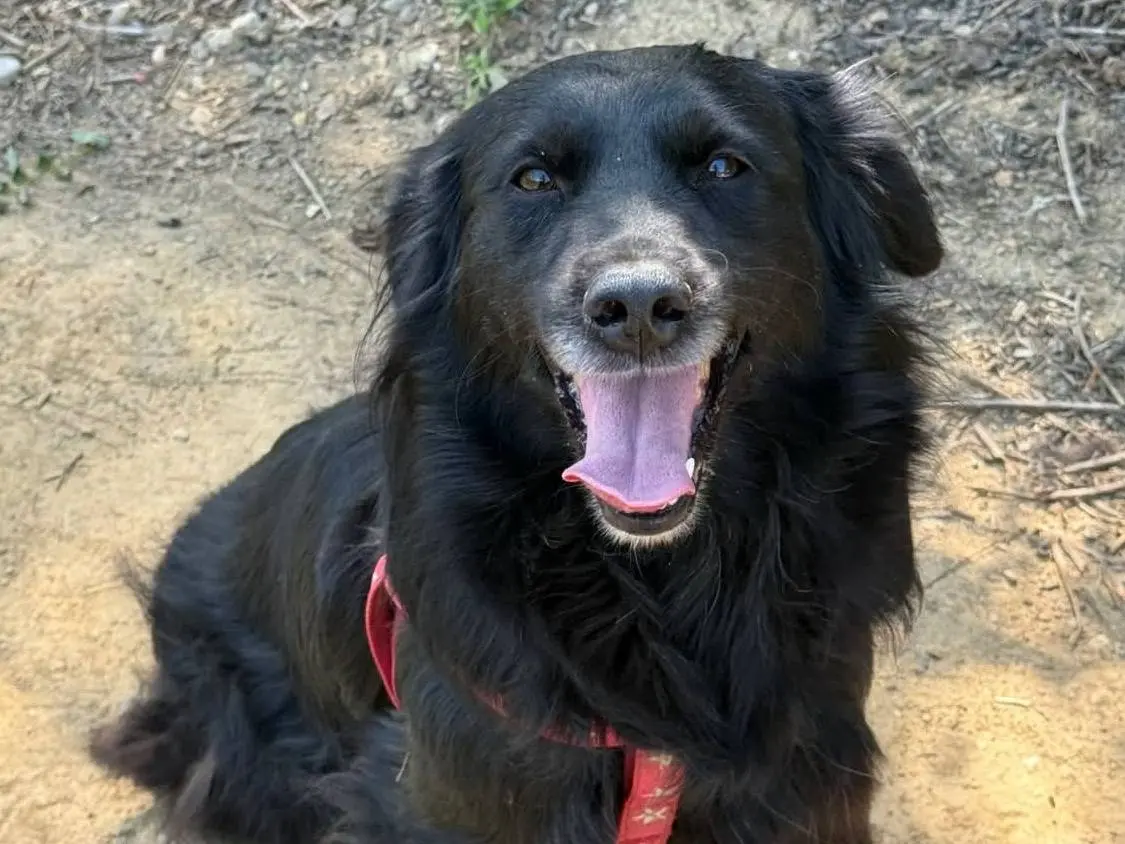 Adotta il cane LYBIA a Firenze