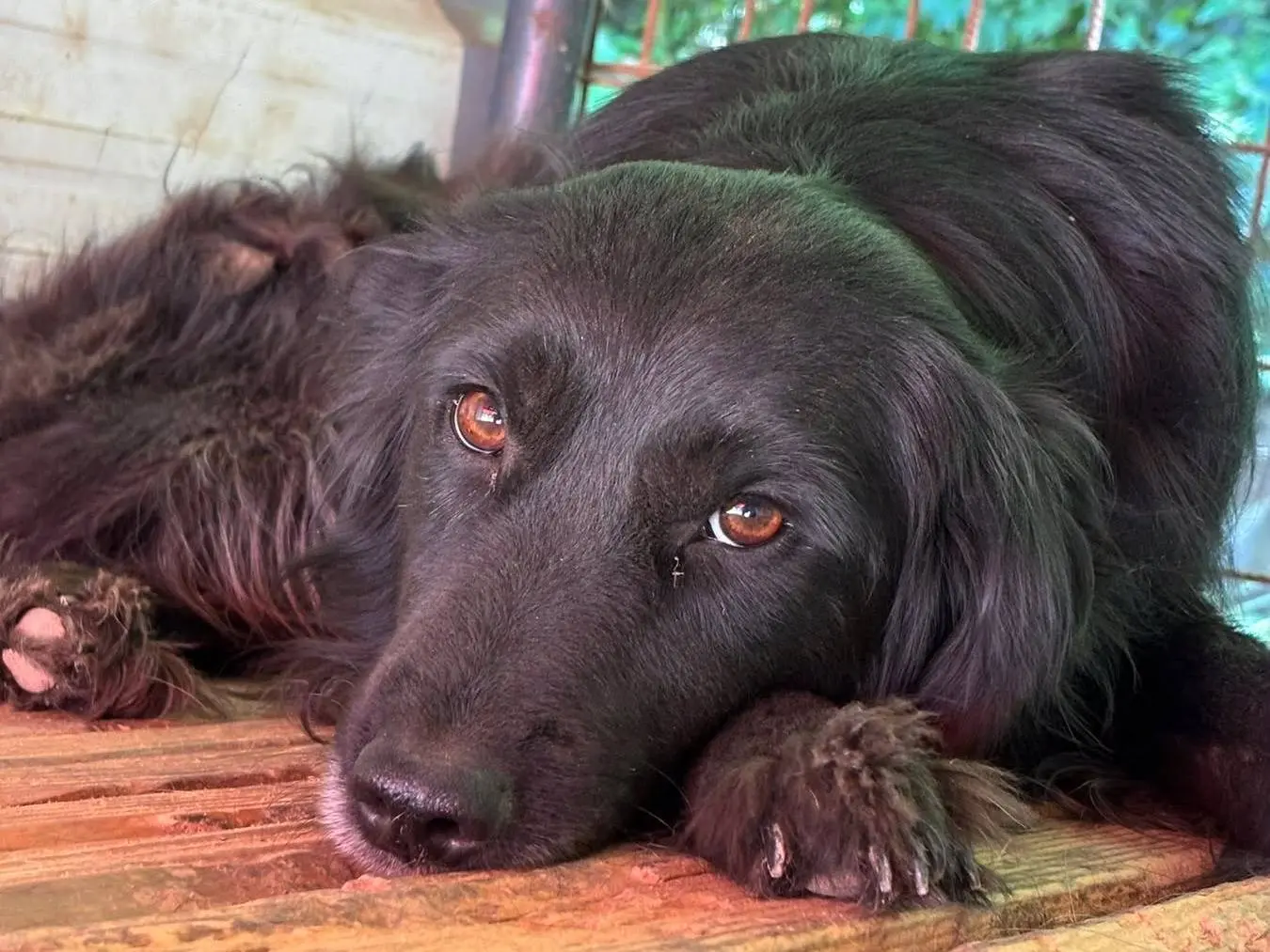 Adozione cane, femmina, Razza sconosciuta Razza sconosciuta, 3 anni e 1 mese, taglia media, Firenze
