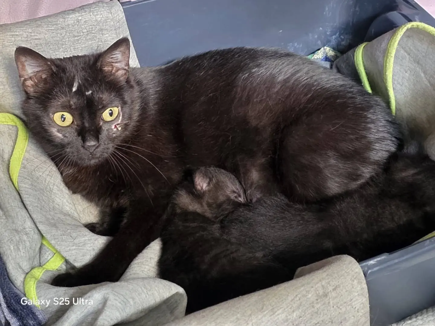 Vuoi adottare un gatto a Bologna?