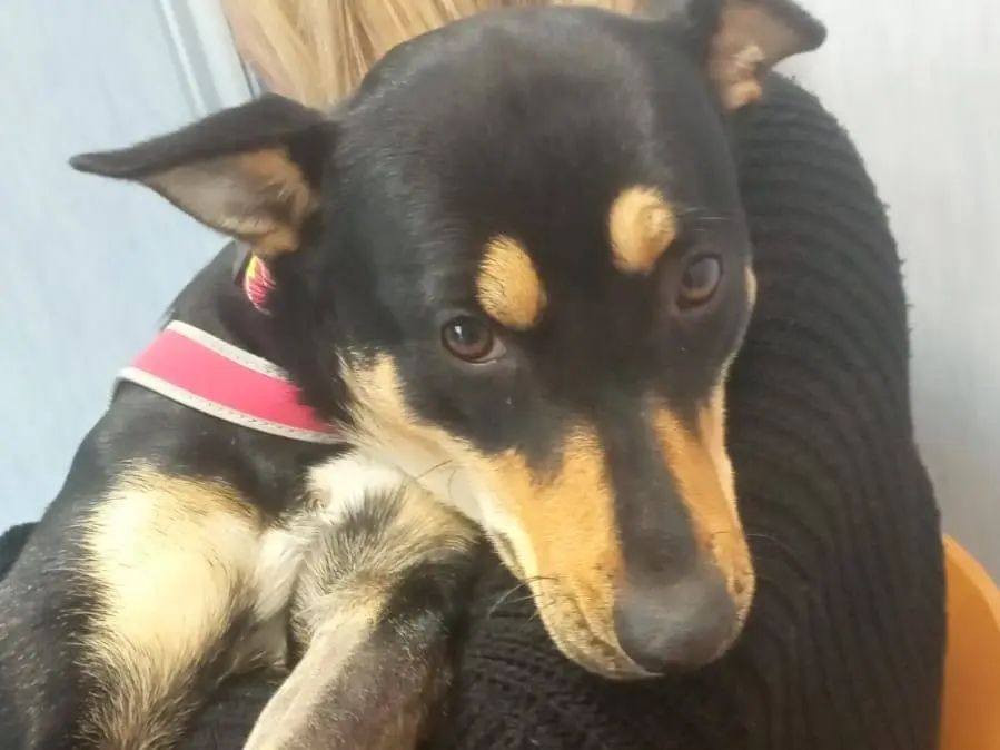 Vuoi adottare un cane a Napoli?