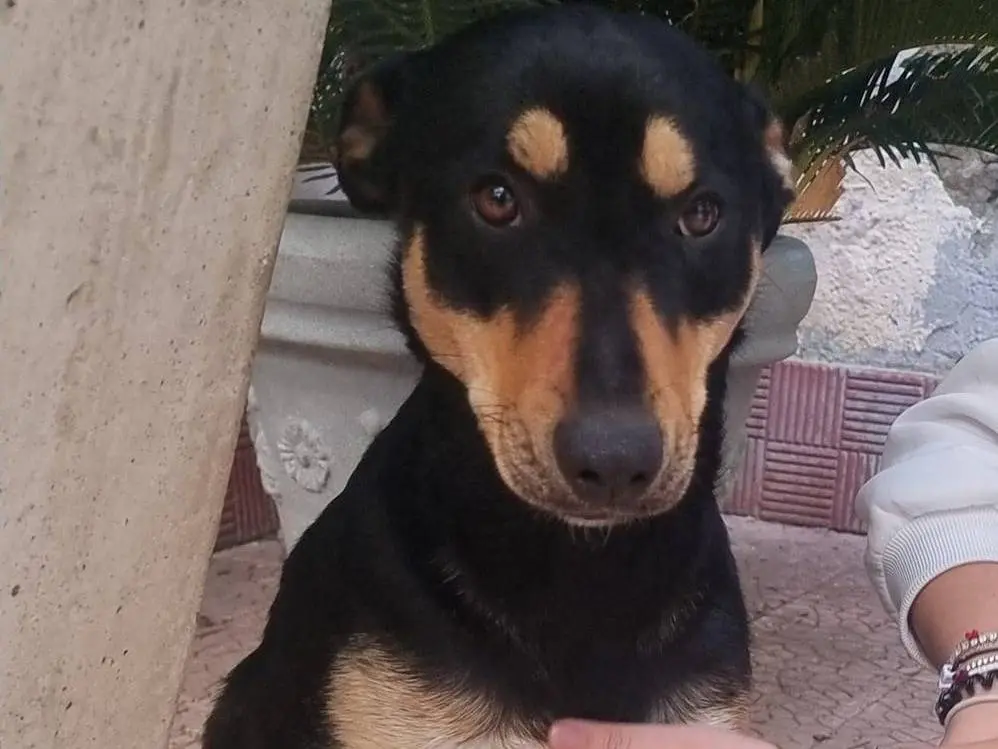 Adotta il cane Kora a Napoli