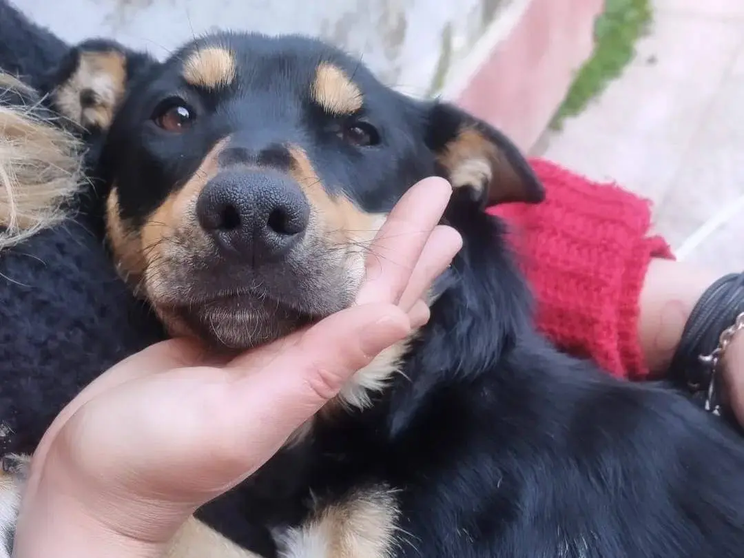 Adozione cane, femmina, meticcio, 3 anni e 9 mesi, taglia media, Napoli