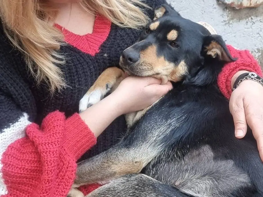 Adotta un cane, femmina, 3 anni e 9 mesi, Napoli