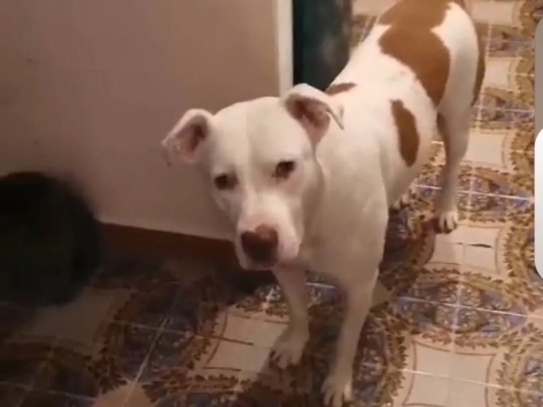 Adotta un cane, maschio, 2 anni e 6 mesi, Bergamo