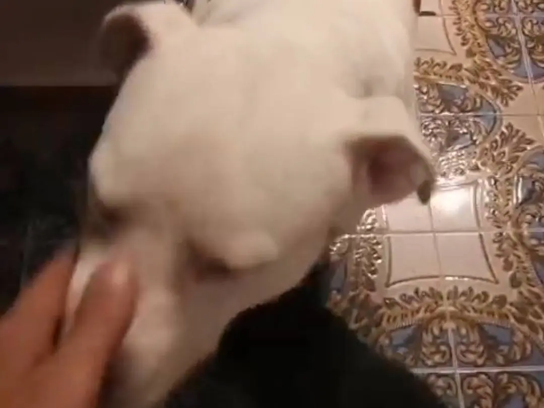 Adotta un cane, taglia grande, maschio, Bergamo