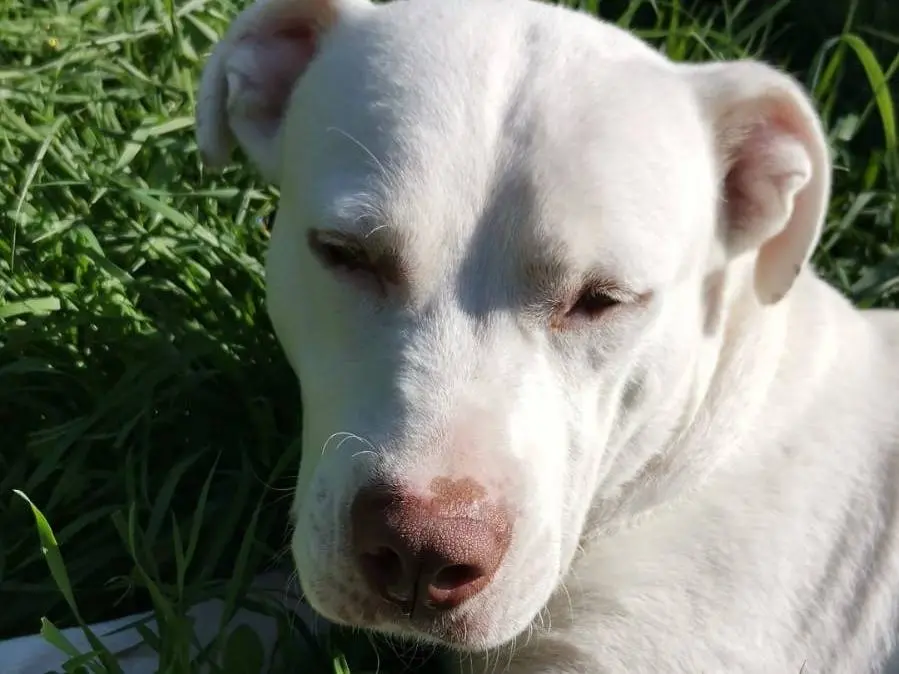 Adozione cane, maschio, Amstaff Razza sconosciuta, 2 anni e 6 mesi, taglia grande, Bergamo