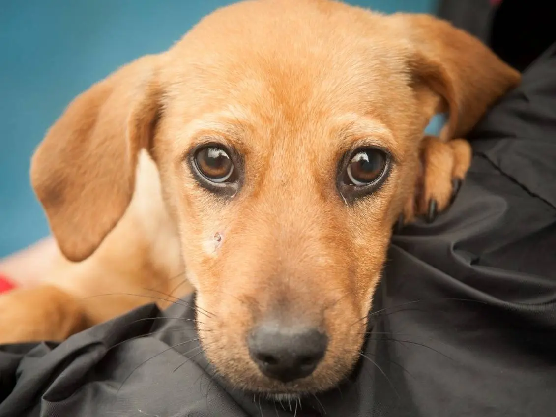Adozione cane, femmina, Razza sconosciuta Razza sconosciuta, 3 mesi, taglia media contenuta, Frosinone
