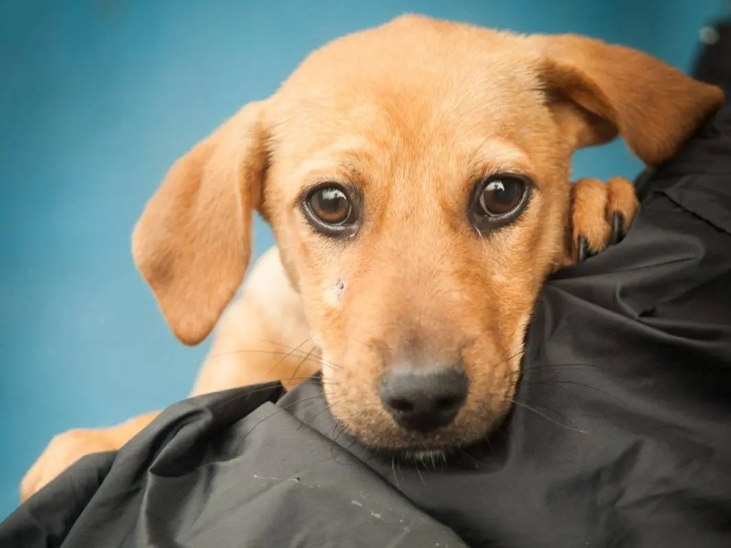Adotta un cane, femmina, 3 mesi, Frosinone