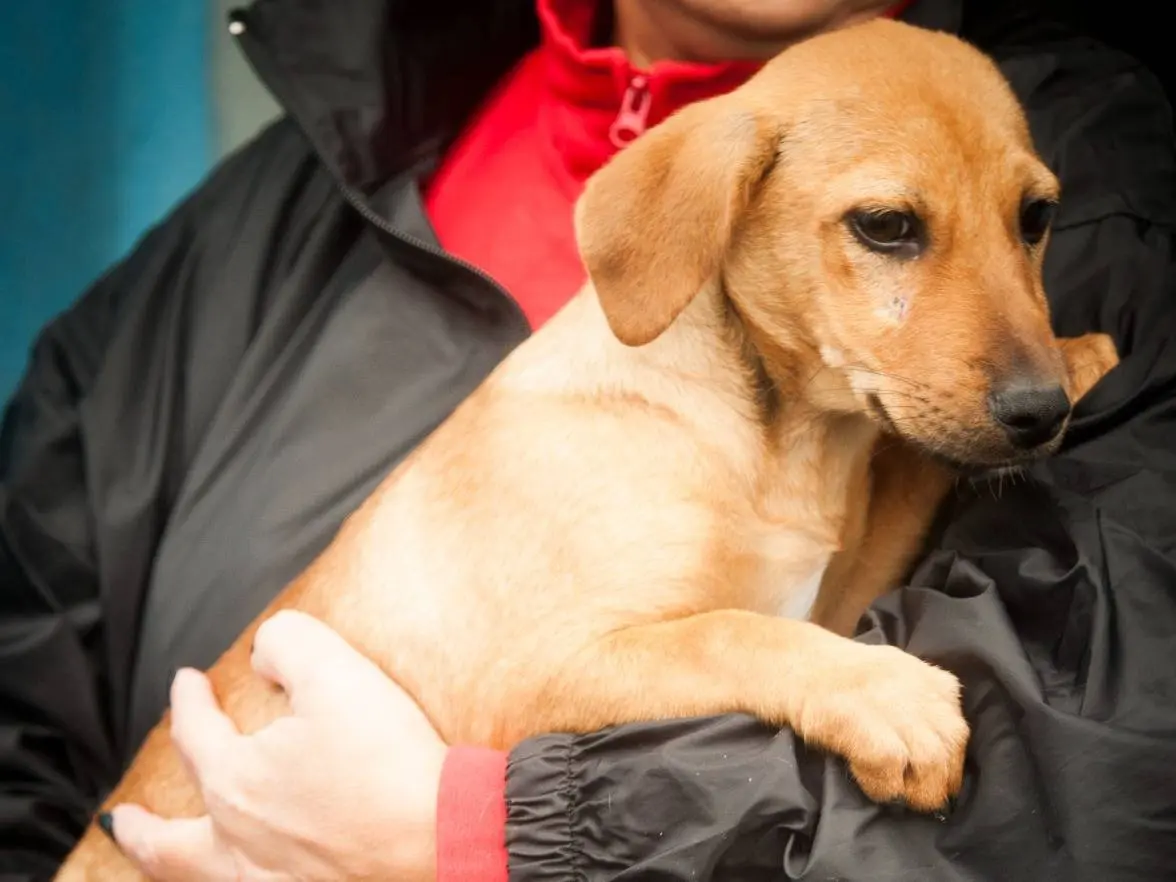 Adotta un cane, taglia media contenuta, femmina, Frosinone