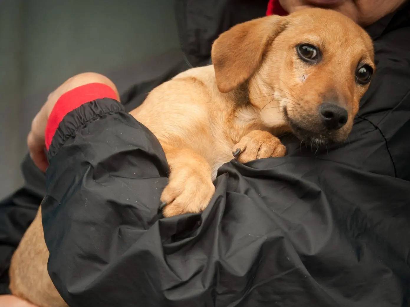 Vuoi adottare un cane a Frosinone?