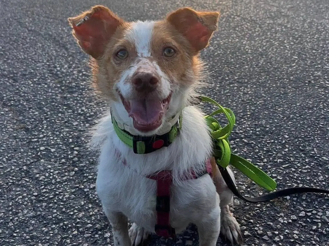Adotta un cane, maschio, 2 anni e 9 mesi, Frosinone