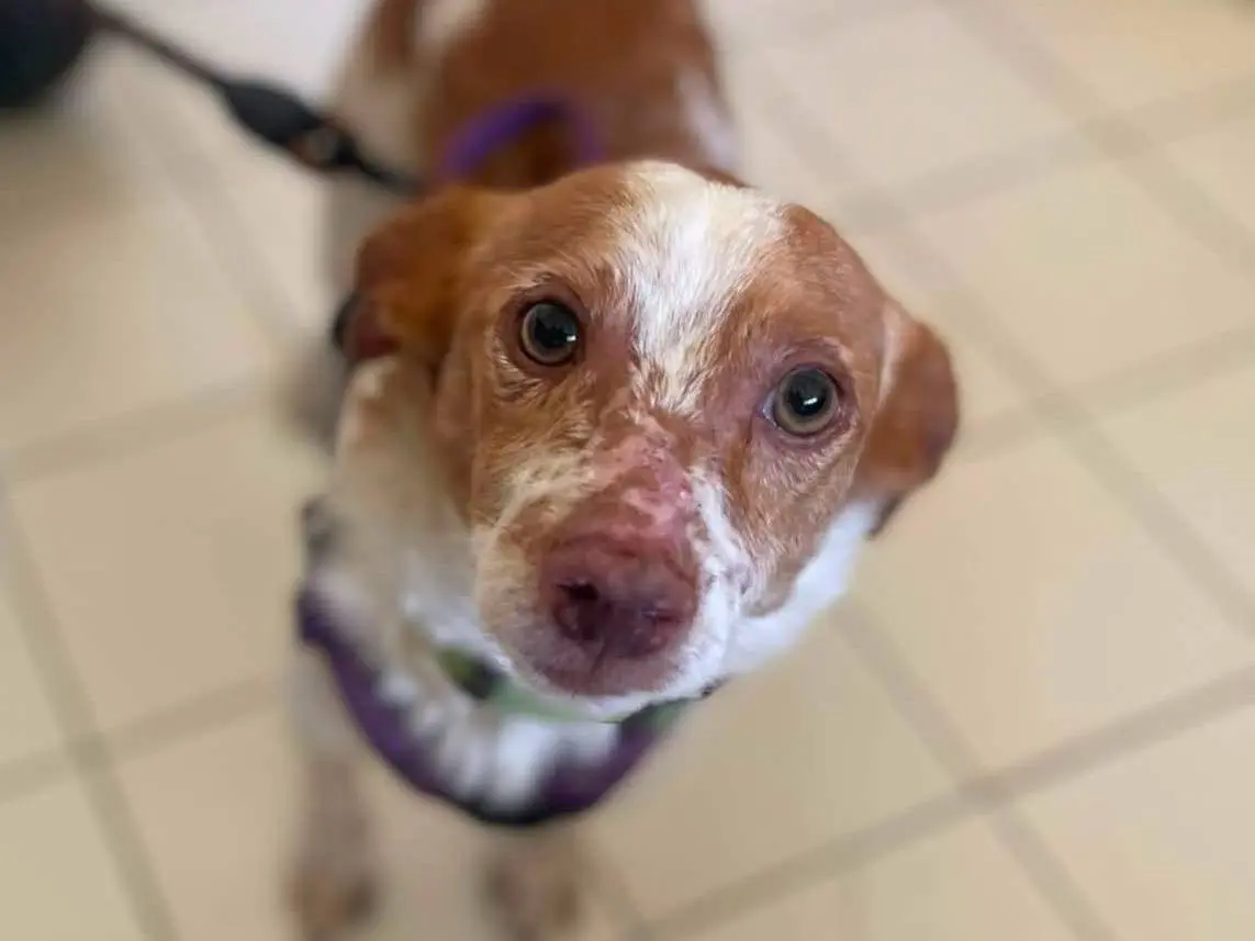 Adozione cane, maschio, Razza sconosciuta Razza sconosciuta, 2 anni e 9 mesi, taglia piccola, Frosinone