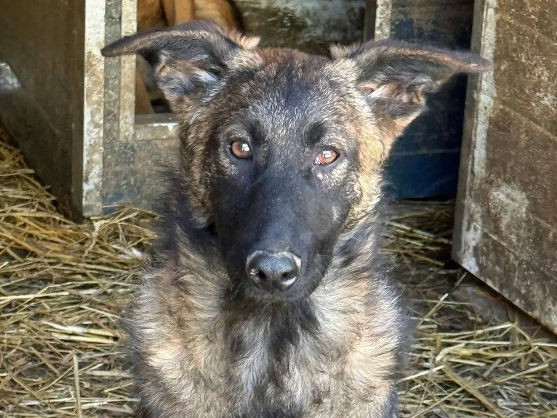 Adozione cane, maschio, Razza sconosciuta Razza sconosciuta, 7 mesi, taglia media, Firenze