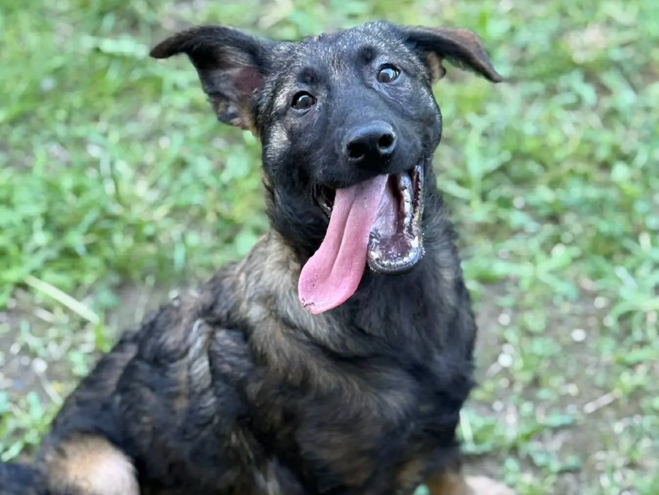 Adotta il cane ERNAD a Firenze