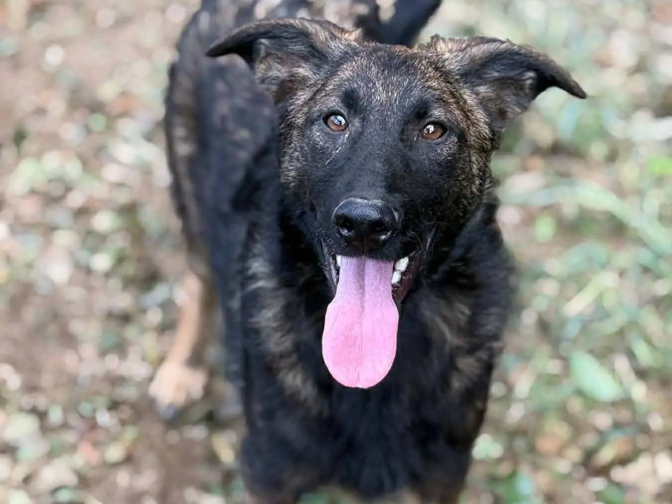 Adotta un cane, maschio, 7 mesi, Firenze