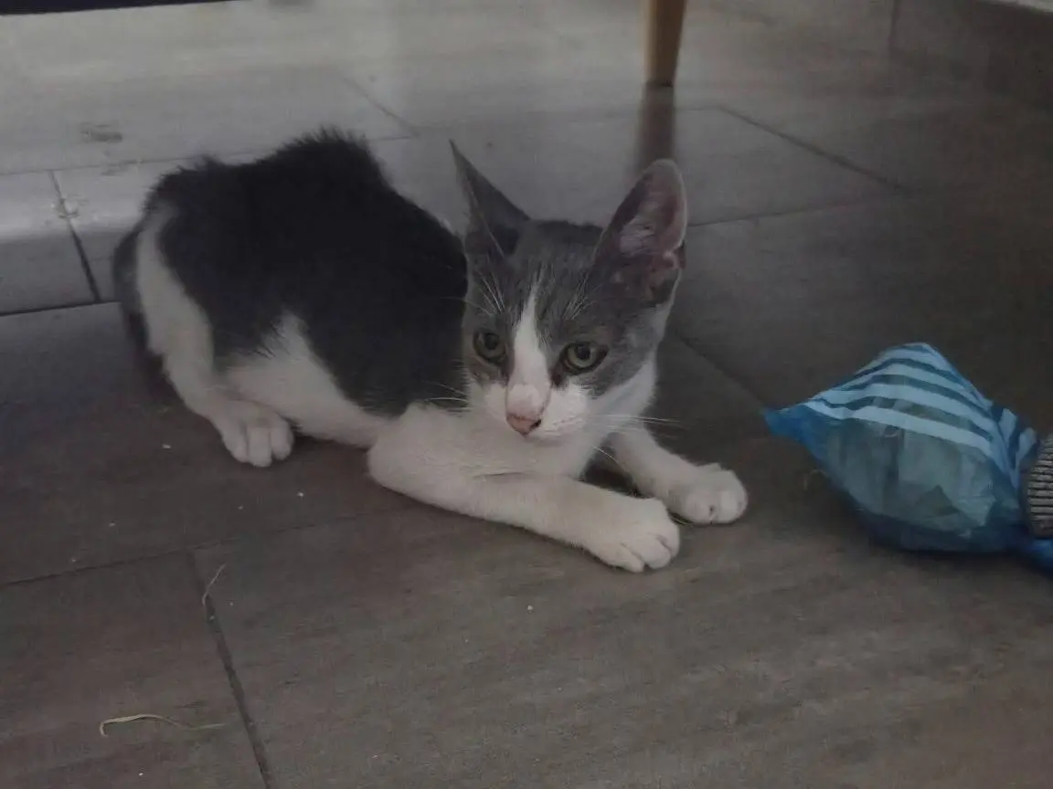Vuoi adottare un gatto a Napoli?