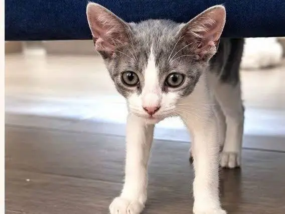 Adotta un gatto, maschio, 4 mesi, Napoli