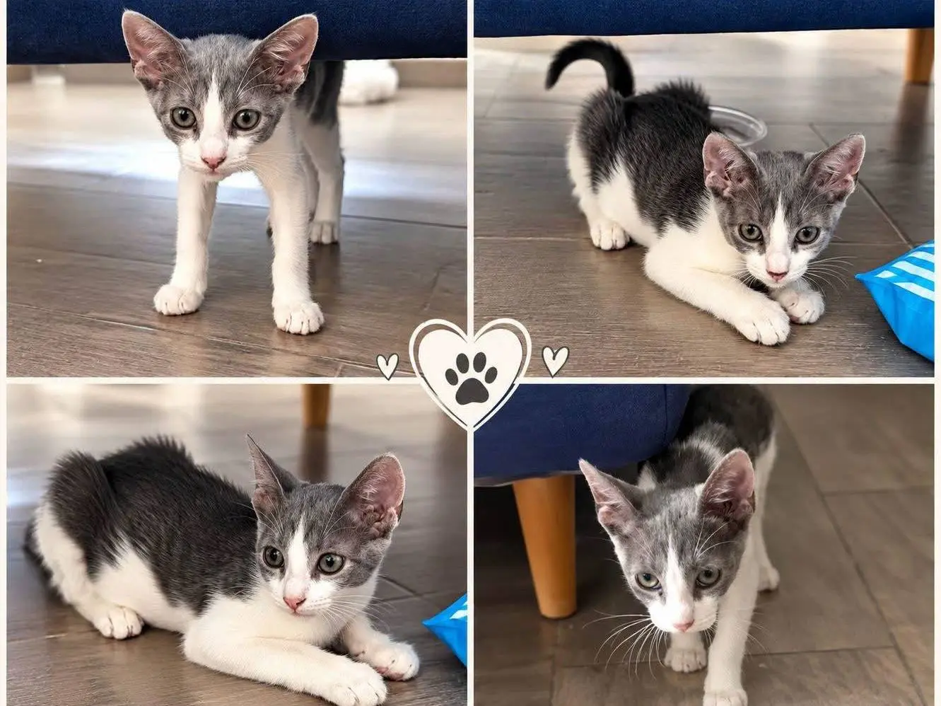 Adozione gatto, maschio, Razza sconosciuta Razza sconosciuta, 4 mesi, taglia non valida, Napoli