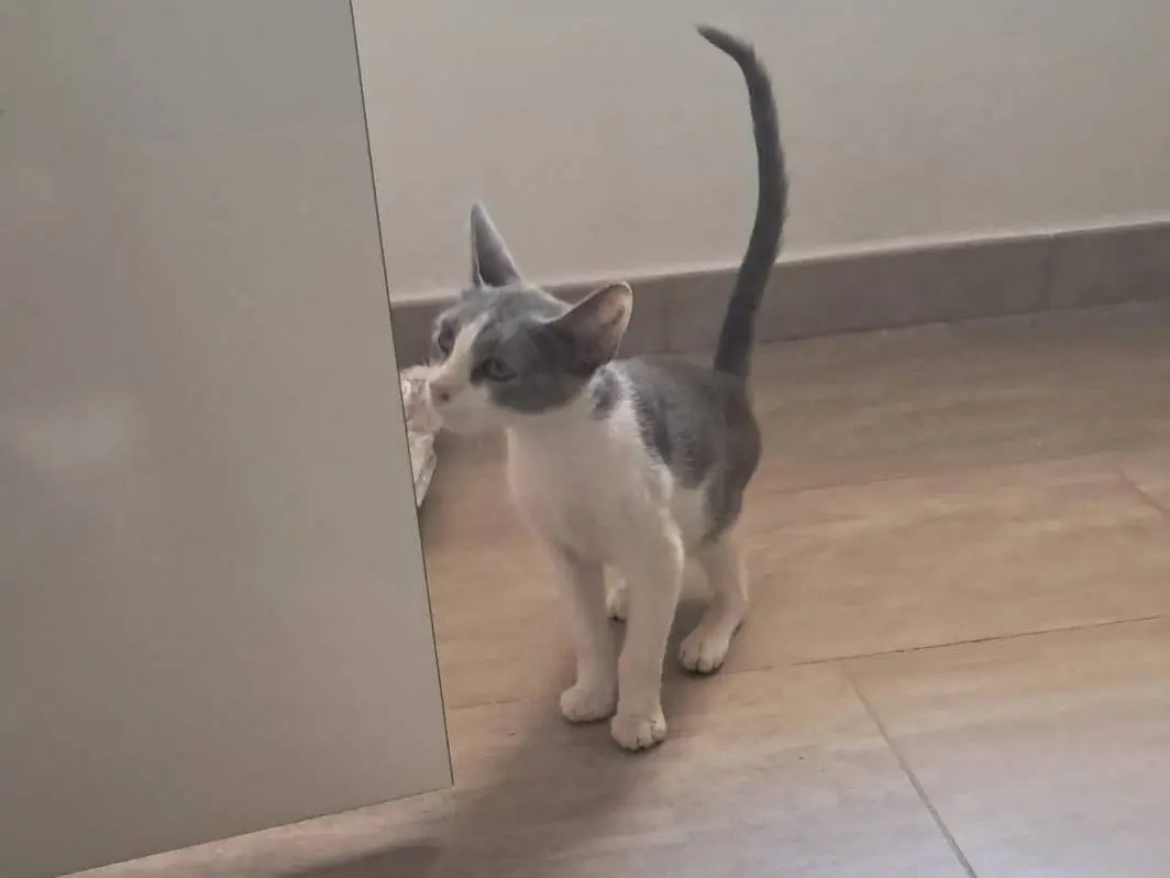 Adotta un gatto, taglia non valida, maschio, Napoli