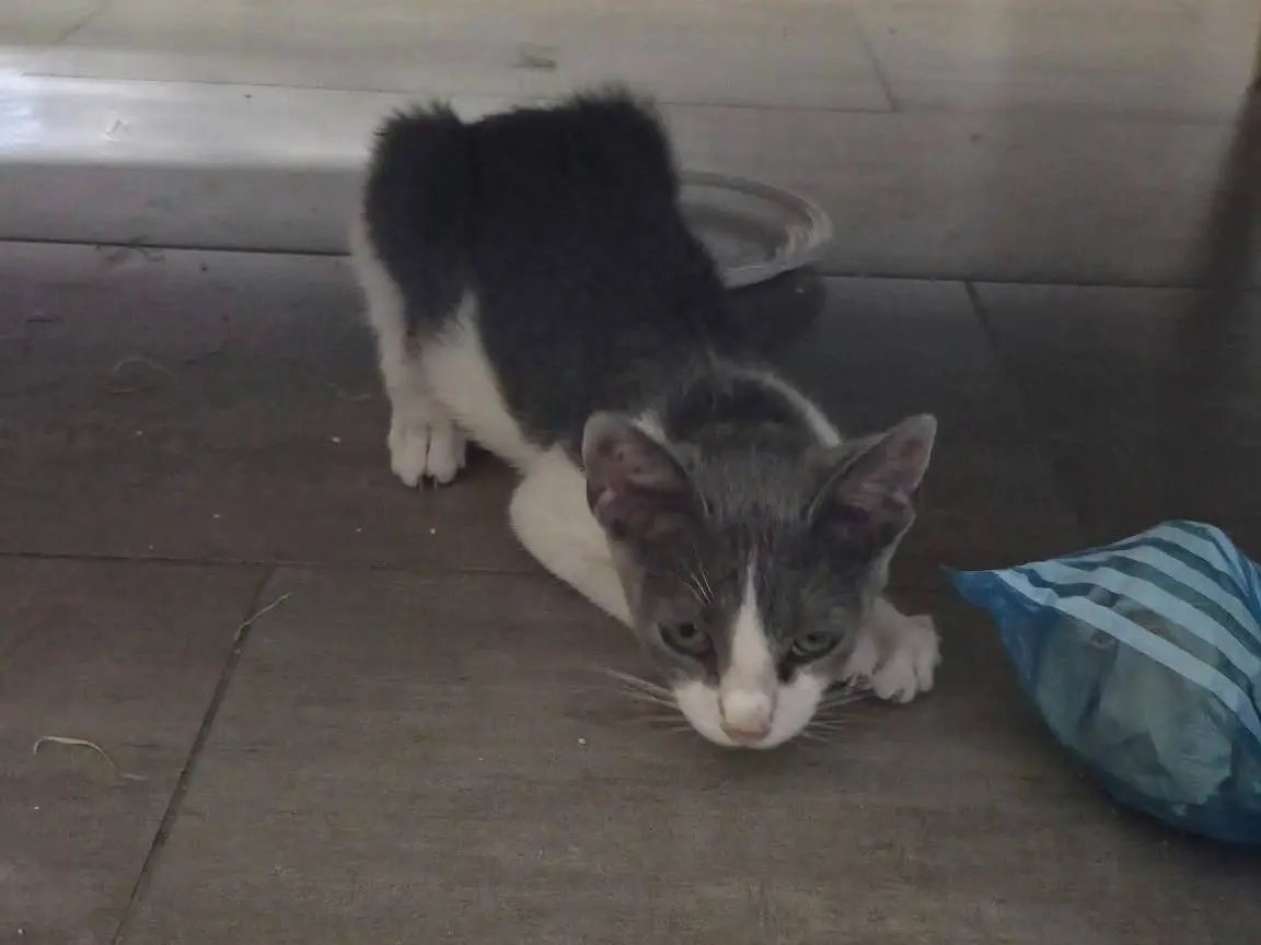 Adotta il gatto Alvin a Napoli