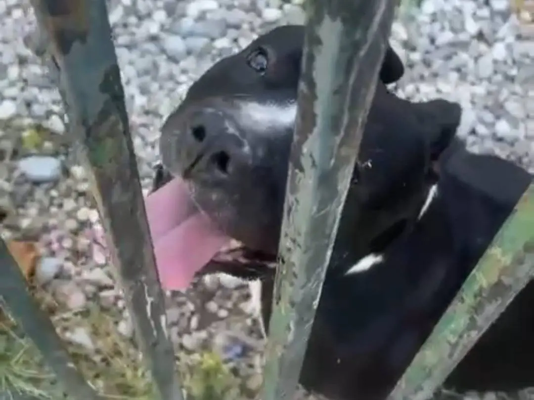 Adotta il cane Aron Amstaff SFORTUNATISSIMO a Mantova