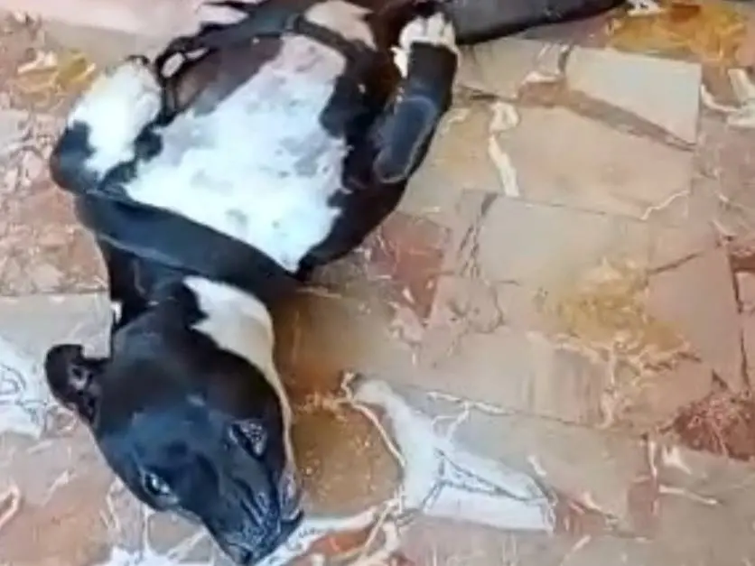 Vuoi adottare un cane a Mantova?