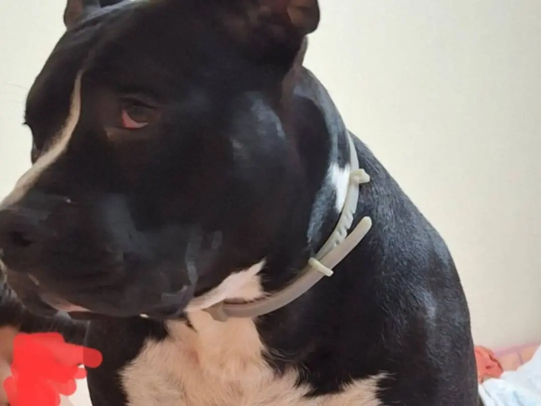 Adotta un cane, taglia grande, maschio, Mantova