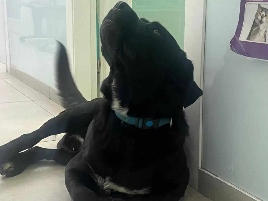 Adotta un cane, taglia grande, maschio, Ragusa
