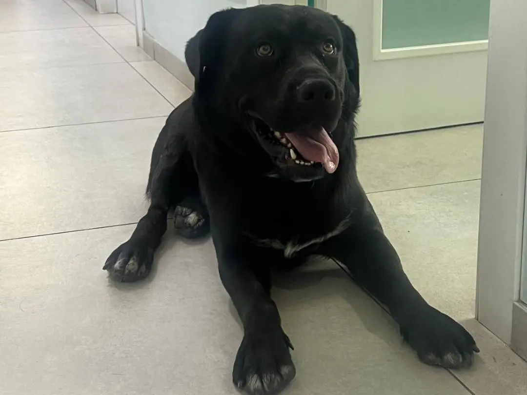 Adotta un cane, maschio, 2 anni e 1 mese, Ragusa