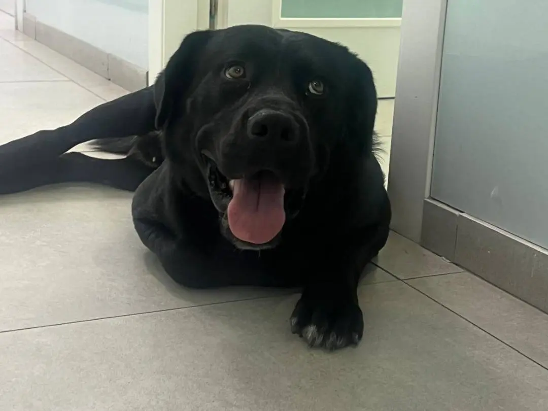 Adozione cane, maschio, Razza sconosciuta Razza sconosciuta, 2 anni e 1 mese, taglia grande, Ragusa