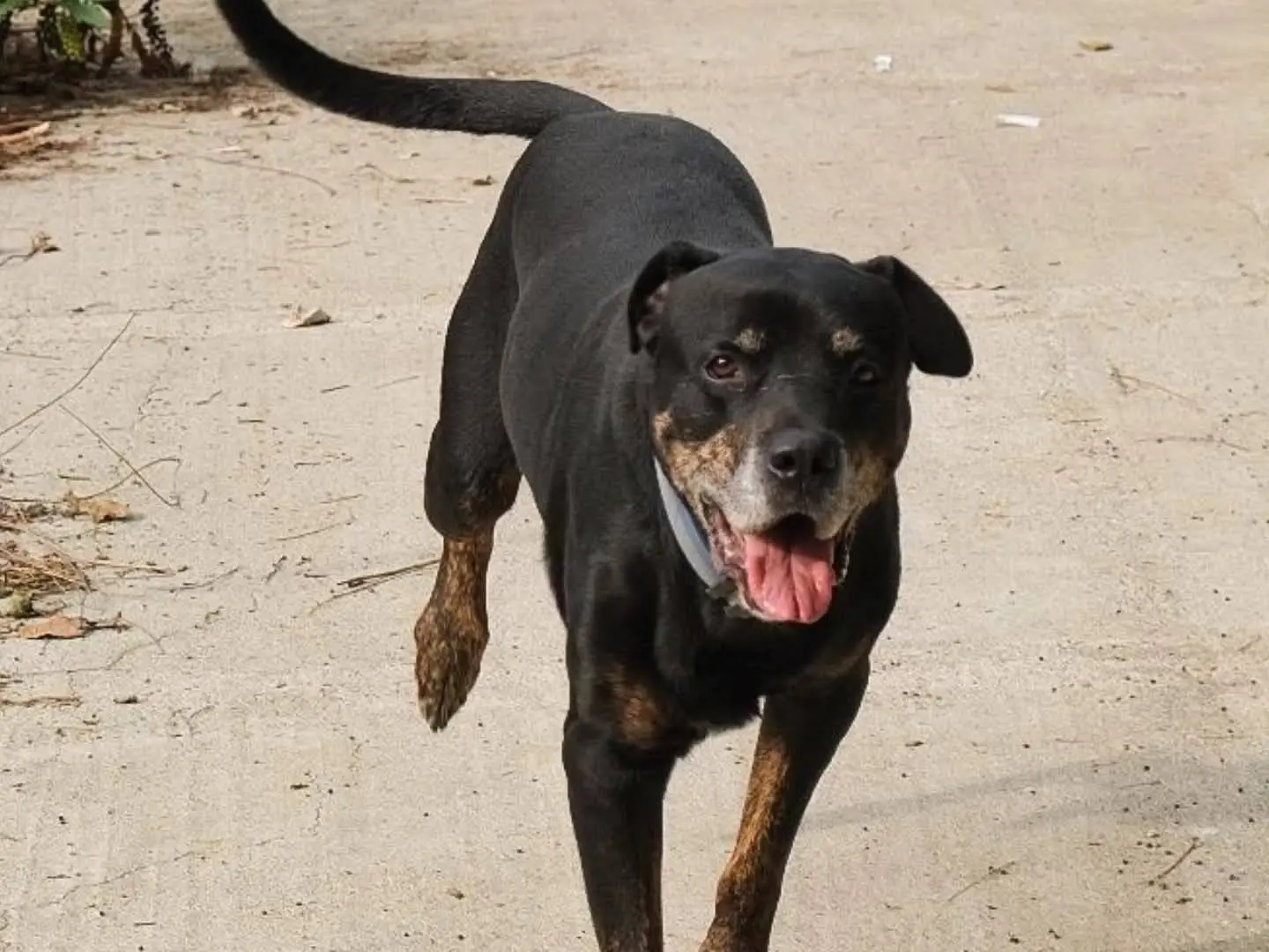 Adotta un cane, maschio, 10 anni e 4 mesi, Torino