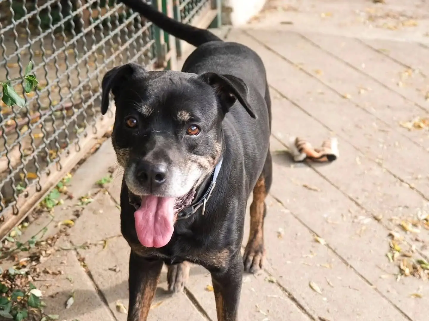 Adotta un cane, taglia grande, maschio, Torino