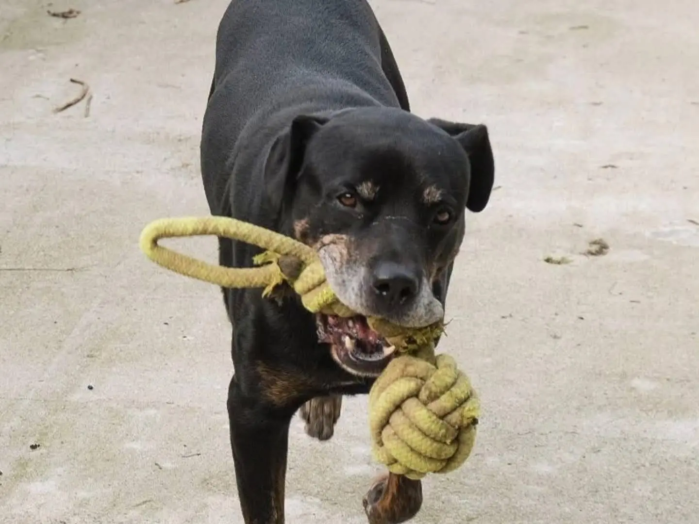 Vuoi adottare un cane a Torino?
