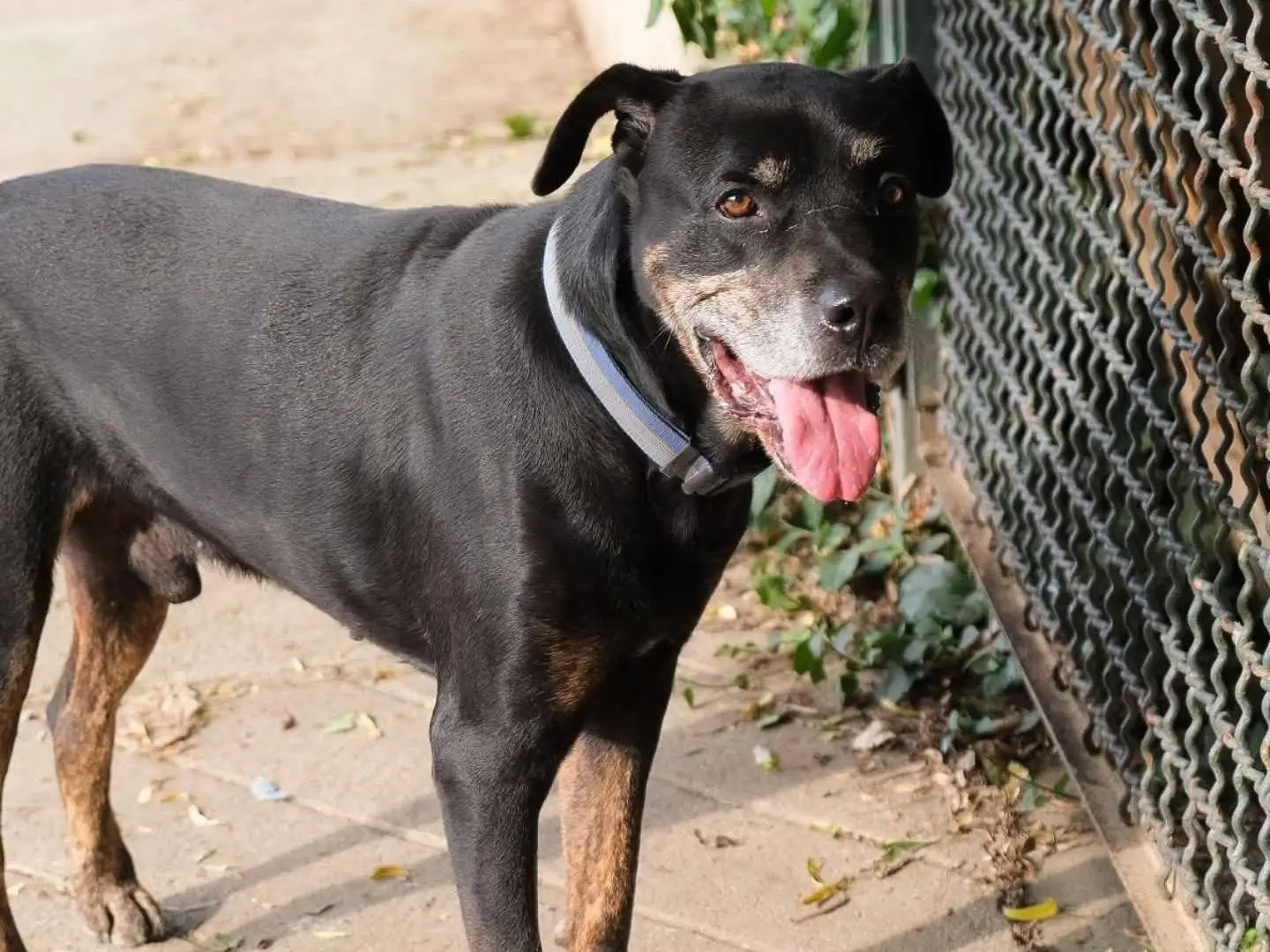 Adozione cane, maschio, Rottweiler Razza sconosciuta, 10 anni e 4 mesi, taglia grande, Torino