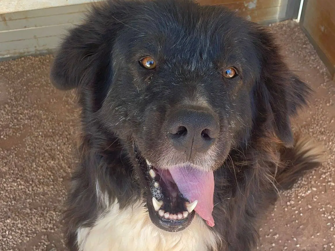 Adozione cane, maschio, Pastore maremmano Razza sconosciuta, 3 anni e 3 mesi, taglia gigante, Taranto