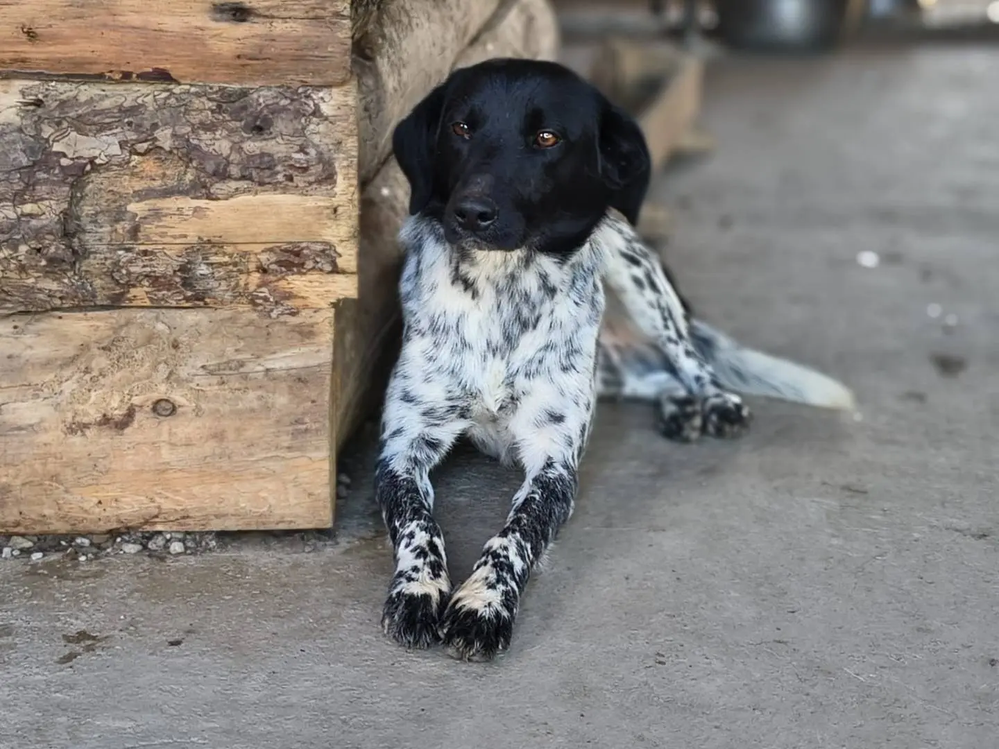 Adozione cane, maschio, Razza sconosciuta Razza sconosciuta, 2 anni e 1 mese, taglia media contenuta, Crotone