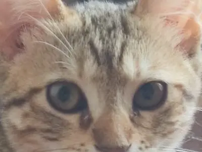 Adotta un gatto, femmina, 6 mesi, Lucca