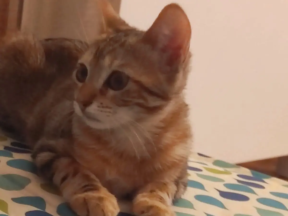 Adotta un gatto, taglia non valida, femmina, Lucca