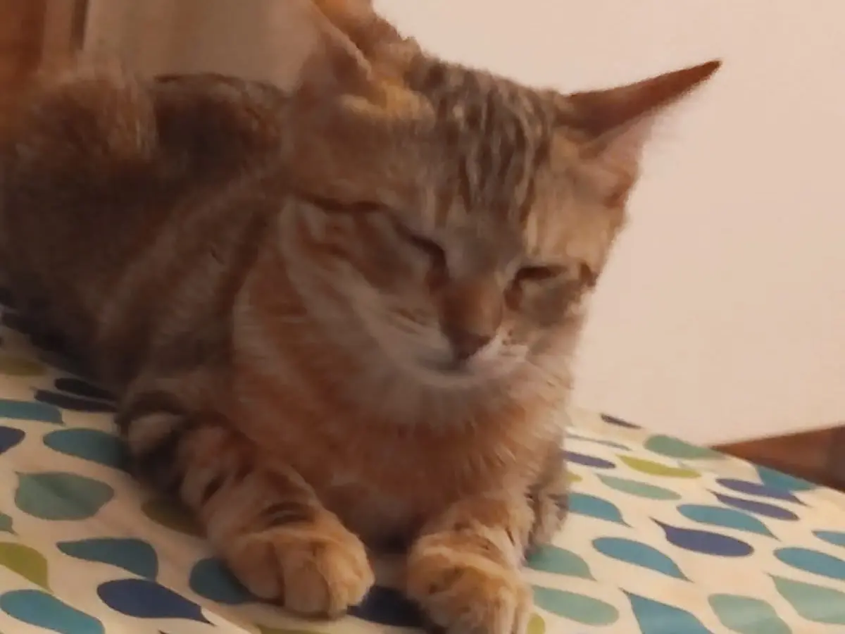 Vuoi adottare un gatto a Lucca?