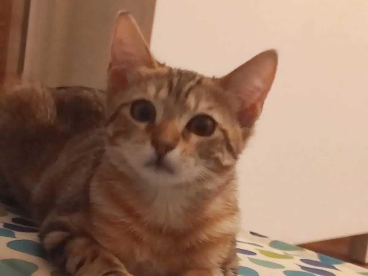 Adozione gatto, femmina, Razza sconosciuta Razza sconosciuta, 6 mesi, taglia non valida, Lucca
