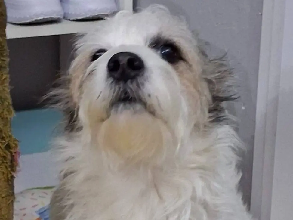 Adozione cane, maschio, Maltese Razza sconosciuta, 6 anni e 4 mesi, taglia piccola, Novara
