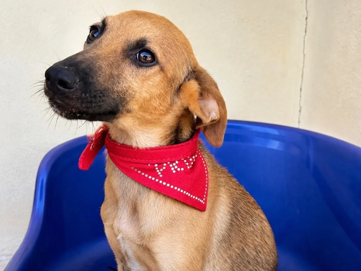 Adotta un cane, maschio, 8 mesi, Sud
