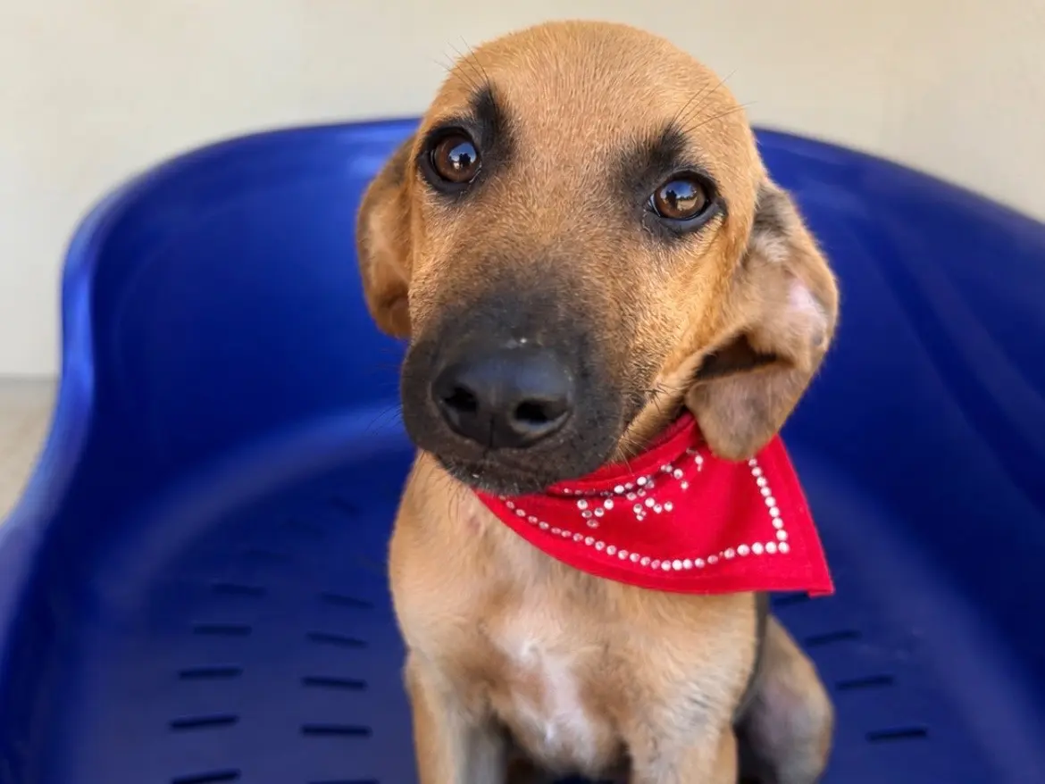 Adozione cane, maschio, Razza sconosciuta Razza sconosciuta, 8 mesi, taglia media, Sud