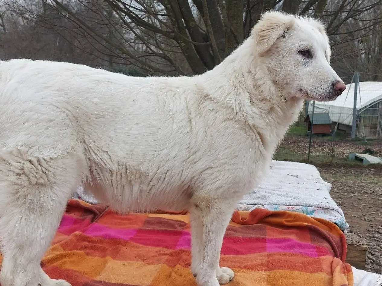 Adotta un cane, taglia media, femmina, Como